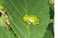 Hyla arborea