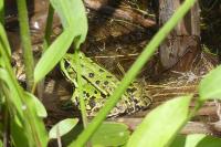 Pelophylax kl. esculentus