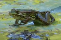 Pelophylax kl. esculentus