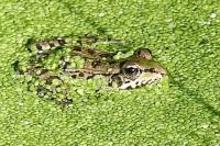 Pelophylax