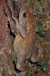 Bufo spinosus