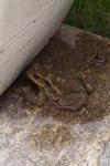 Bufo spinosus