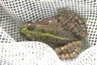 Pelophylax