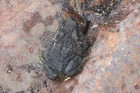Bufo spinosus
