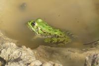 Pelophylax