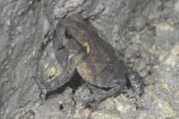 Bufo spinosus