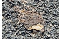 Bufo spinosus