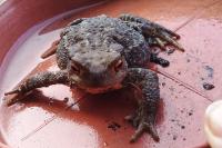 Bufo spinosus