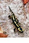 Salamandra salamandra