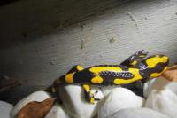 Salamandra salamandra