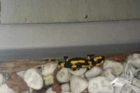 Salamandra salamandra