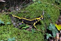 Salamandra salamandra