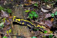 Salamandra salamandra