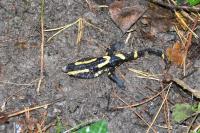 Salamandra salamandra