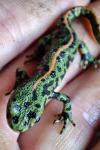 Triturus marmoratus