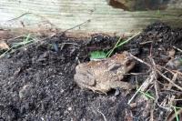 Bufo spinosus