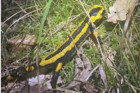 Salamandra salamandra