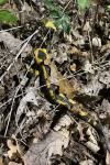 Salamandra salamandra