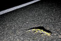 Salamandra salamandra