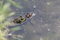 Pelophylax