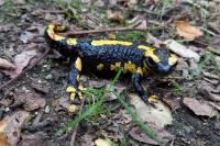 Salamandra salamandra