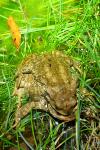 Bufo spinosus