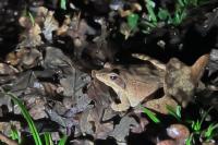 Rana dalmatina