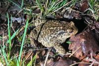 Bufo sp(spinosus/bufo)