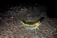 Salamandra salamandra
