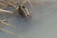 Pelophylax