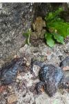 Bufo spinosus