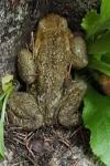 Bufo spinosus