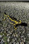 Salamandra salamandra
