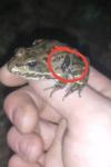 Pelophylax