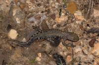 Ichthyosaura alpestris
