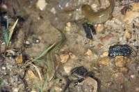 Lissotriton helveticus