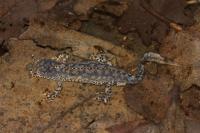 Ichthyosaura alpestris
