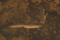 Lissotriton helveticus