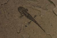 Salamandra salamandra