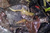 Lissotriton helveticus