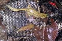 Salamandra salamandra