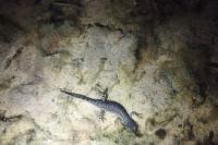 Ichthyosaura alpestris