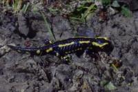 Salamandra salamandra
