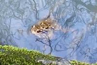 Bufo