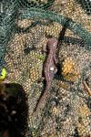Ichthyosaura alpestris
