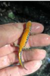 Ichthyosaura alpestris