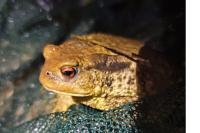 Bufo sp(spinosus/bufo)
