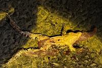 Pelophylax