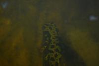 Triturus marmoratus