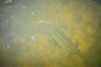 Ichthyosaura alpestris